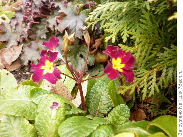 Повторное цветение примул