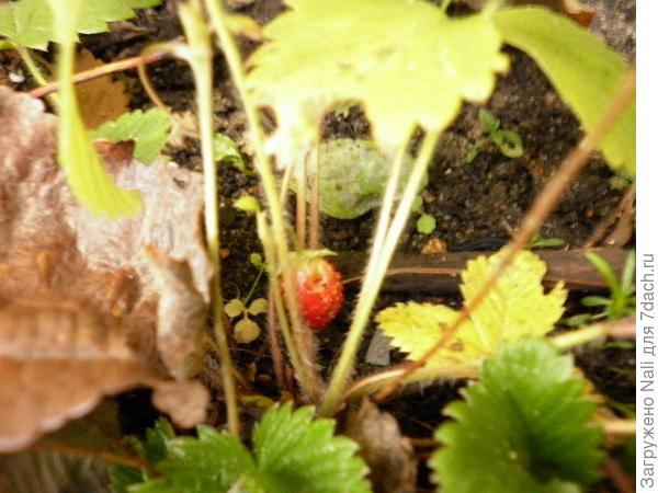 Нежданная радость