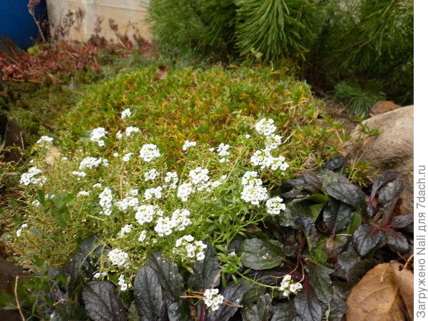 Цветет алиссум