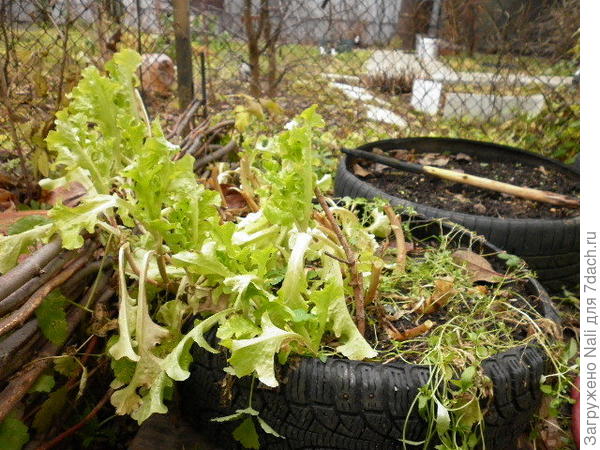 Салат второго посева еще едим