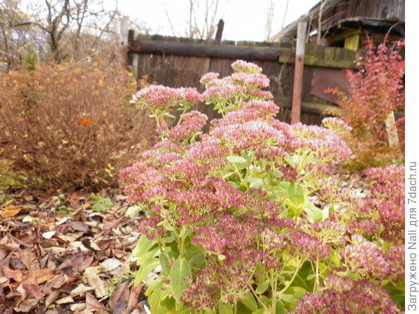 Ноябрьские пурпурные краски сада