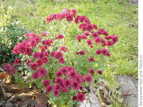 Последние хризантемы