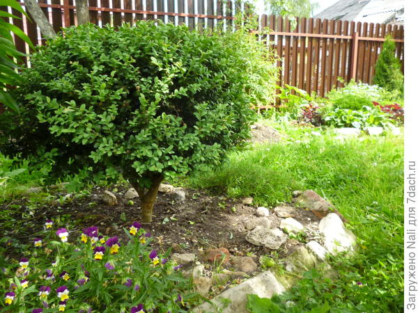 Этот самый старый, ему уже лет 7-8.  Сейчас он около 60 см, но если б не стригла, был бы уже за метр.