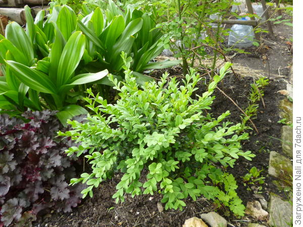 Этот помоложе, года 3-4 ему. Вот такой прирост дал летом (светлые побеги)