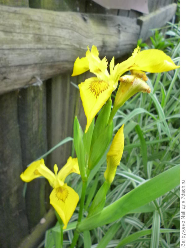 Ирис болотный