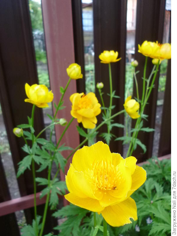 Купальница