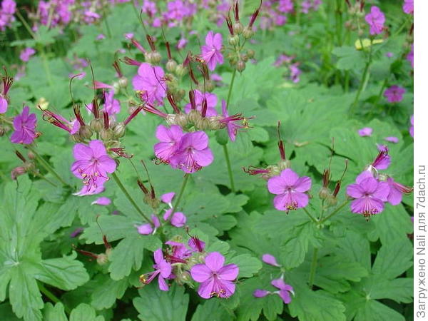 герань