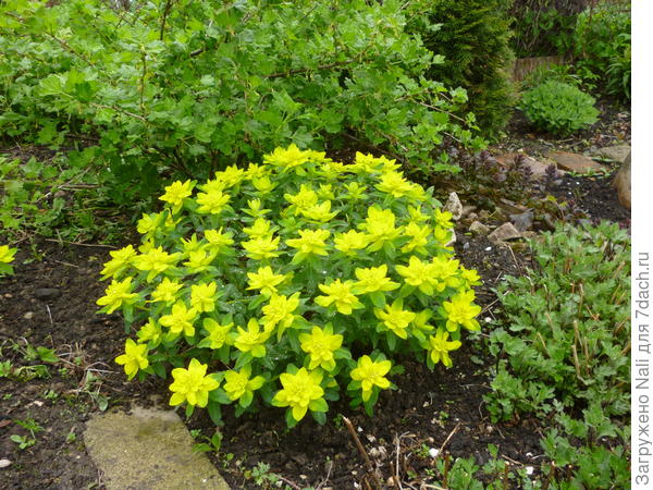 молочай многоцветный