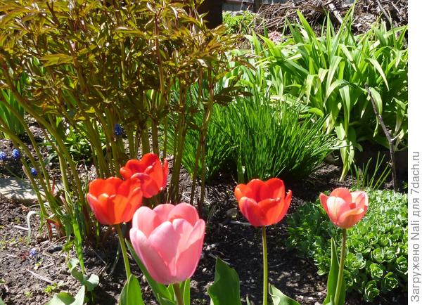 Птицемлечник (пока без цветов) между пионами и лилейником