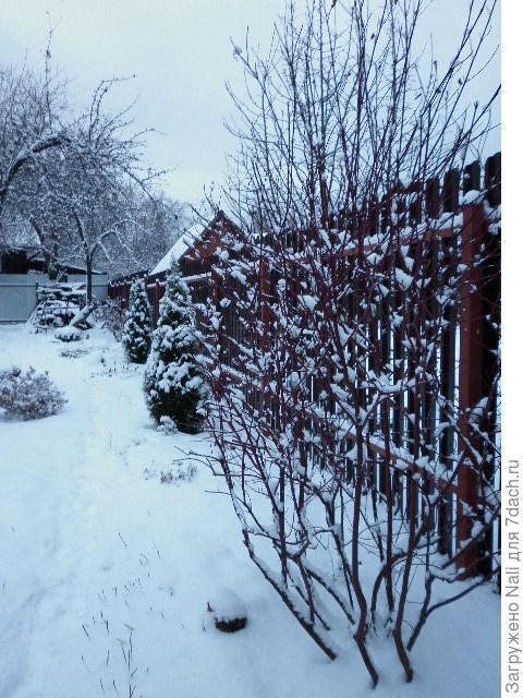 зима пришла