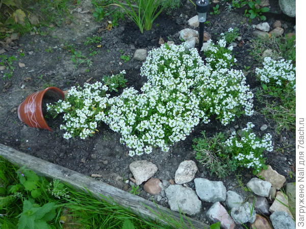 "горшок с кашей"