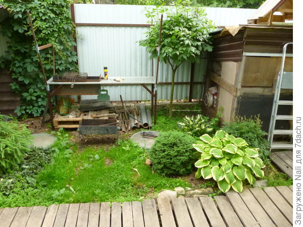 Мой стриженный ясень. На этой фотографии он слегка &amp;quot;запущенный&amp;quot;, видно отросшие ветки, которые руки не дошли обрезать))