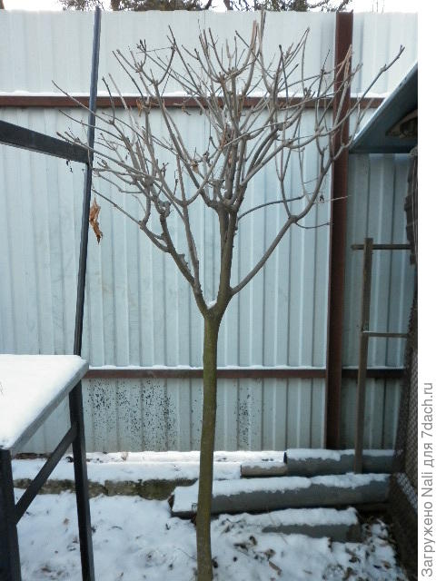 Стриженный ясень