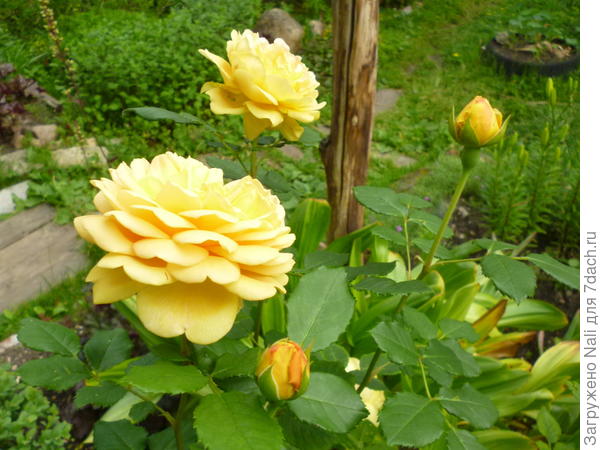 Томас Грэхам