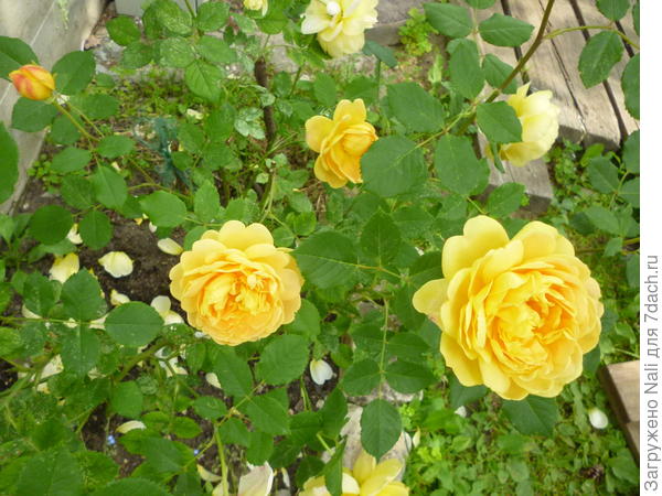 Голден Селебрэйшн