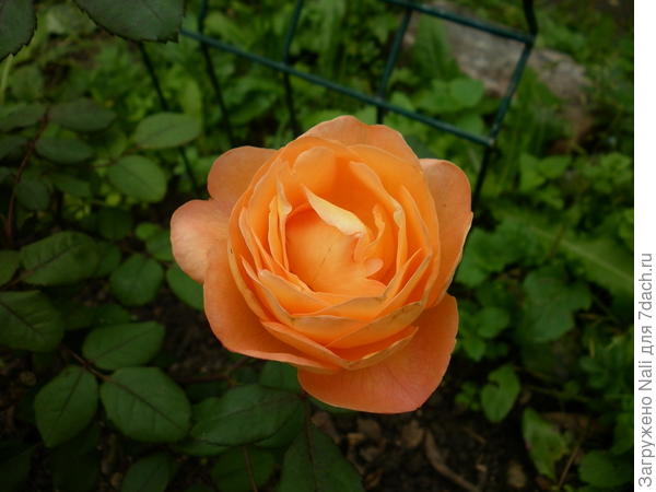 Леди Эмма Гамильтон