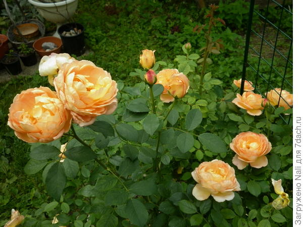 Леди оф Шалотт