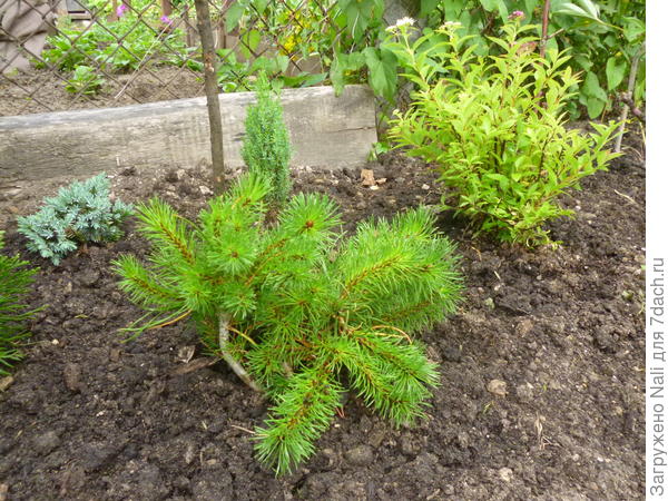 2014 г. Сосна горная Муго Пумило