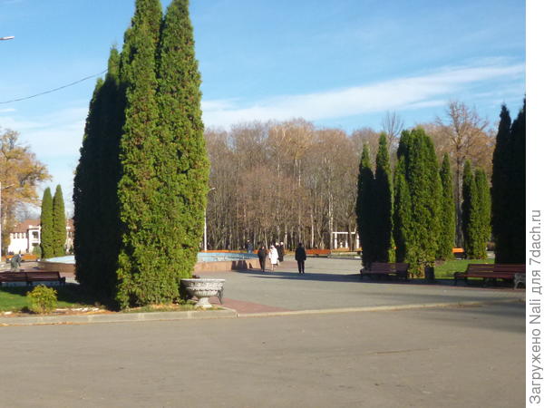 Многолетние туи в парке