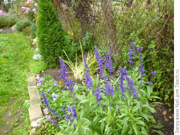 Однолетний шалфей,  конец сентября 2017г. бОльшую часть лета только зелень была((