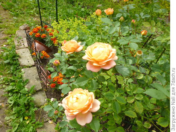 Бархатцы и розы