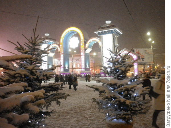 Ёлочки в контейнерах