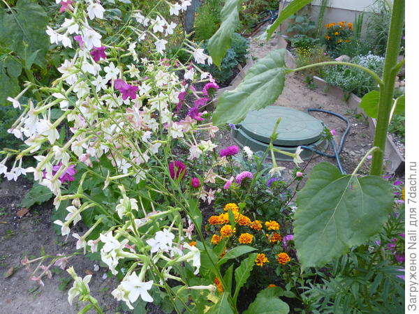 Душистый табак