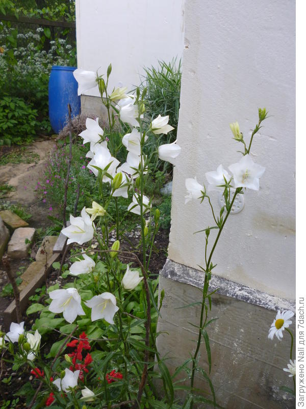 Колокольчик персиколистный