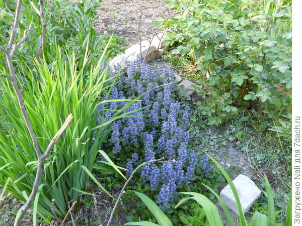 Живучка рядом с ирисом сибирским. Уж его -то точно не задушишь, он сам кого хочешь, вытеснит.