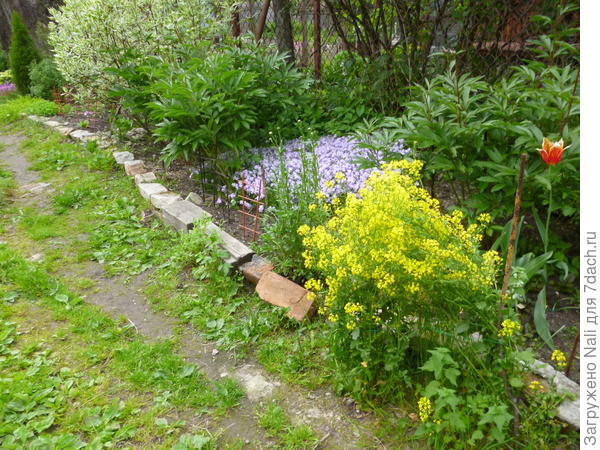 Флокс шиловидный среди пионов