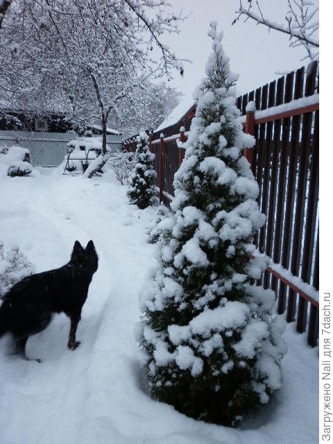 Туи Смарагд очень красивы под снежком, хоть гирлянды вешай на них))