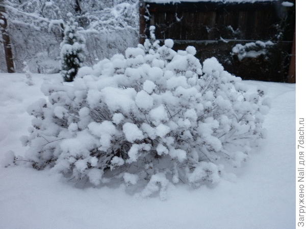 Стриженные шариком спиреи тоже интересно смотрятся