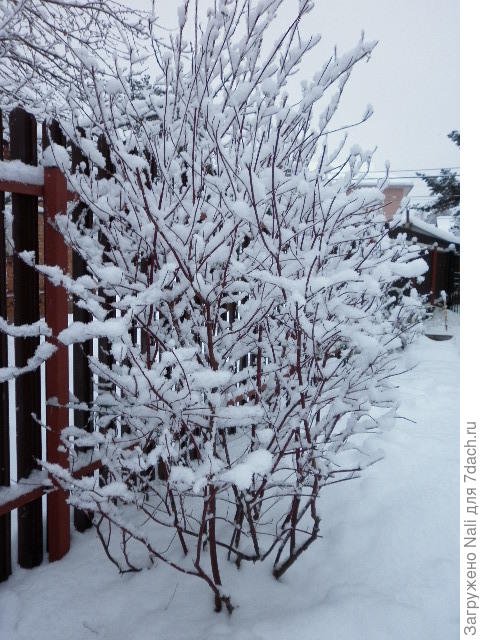 Дерен белый весь в снегу и красные его ветки не очень видны на фото