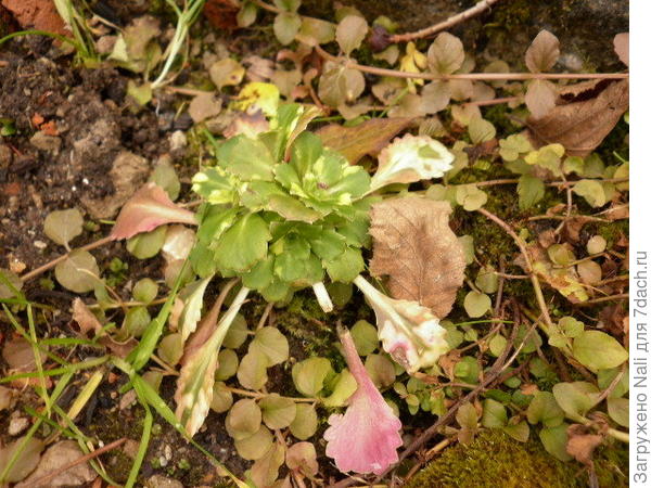 Очиток или камнеломка?