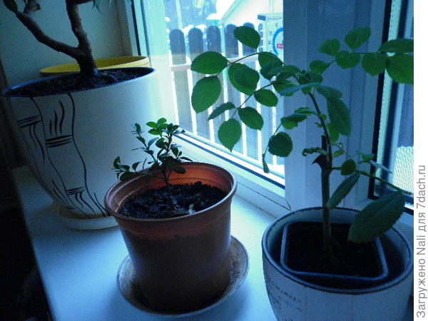 Самшит и роза Томас Грэхам