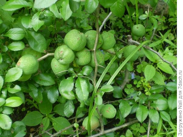 Хеномелес (японская айва )