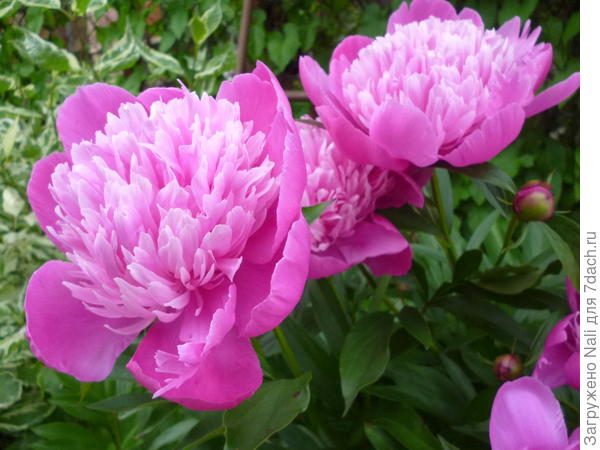 Пионы розовые
