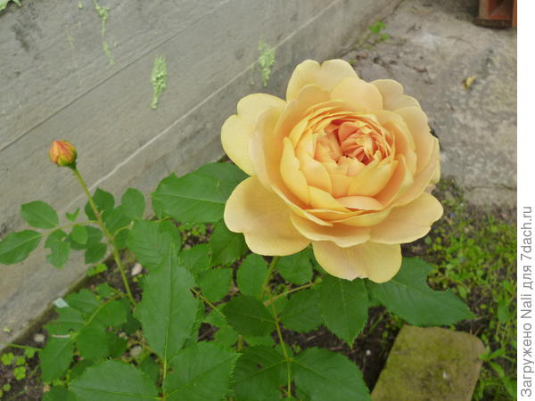 Роза Golden Celebration. Одна из лучших старых сортов Остина