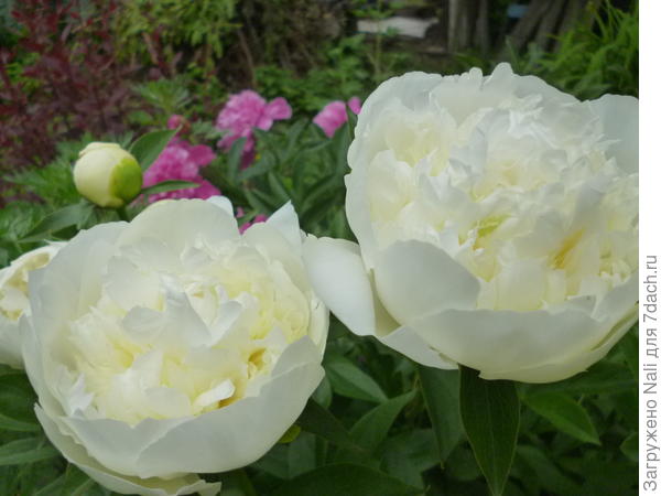 Пионы белые