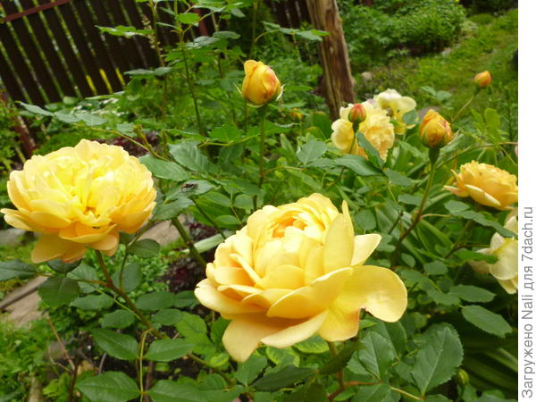 Роза Thomas Graham. Названа в честь ведущего специалиста питомники Дэвида Остина