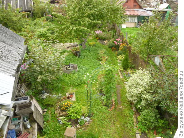 Фото участка сверху. Раскидистое дерево это яблоня, растет по средней его линии.