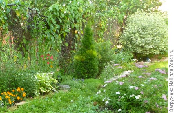 Дерен белый &quot;Элегантиссима&quot; (на дальнем плане)