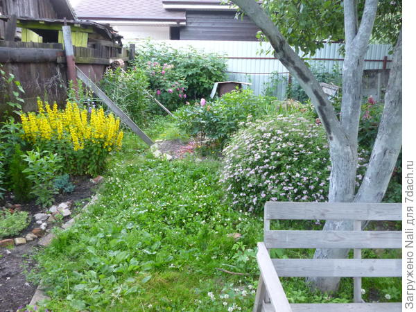 Вербейник (слева) цветет на относительно солнечном месте