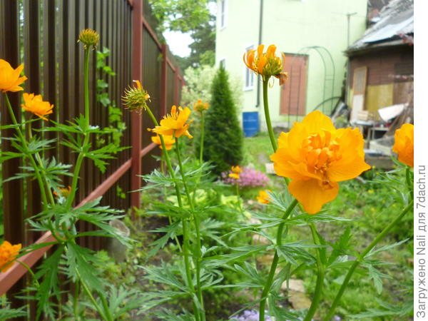 Она же на солнце. Куст стал разваленный, цветоносы длиннее.