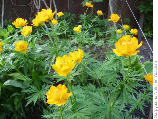 Купальница в полутени