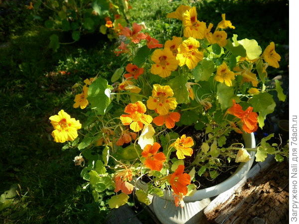 Настурция в вазоне