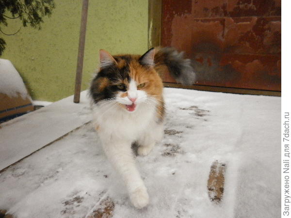 "Пустите домой! Холодно!"