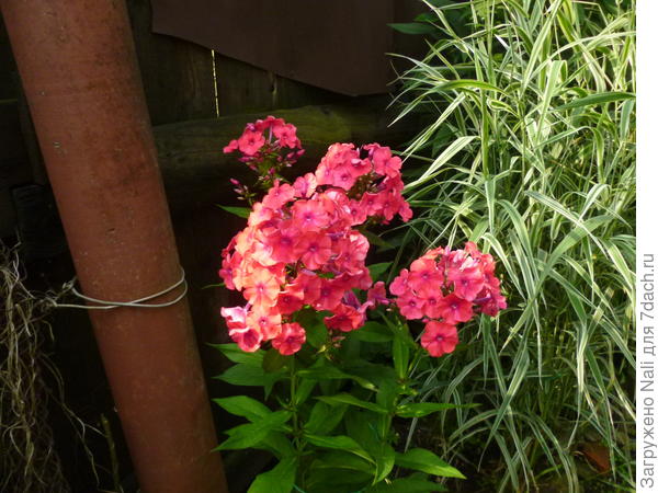 фалярис, высота 60-70 см