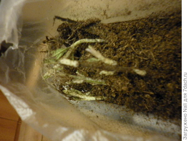 вот так выглядит сейчас моя перовския