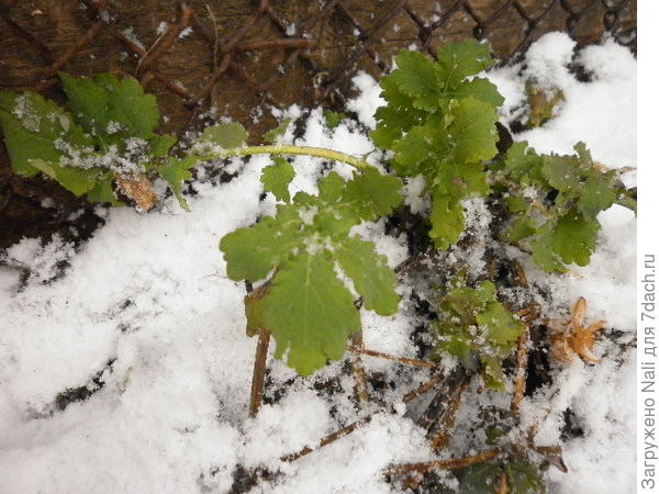 Чистотелу все нипочем